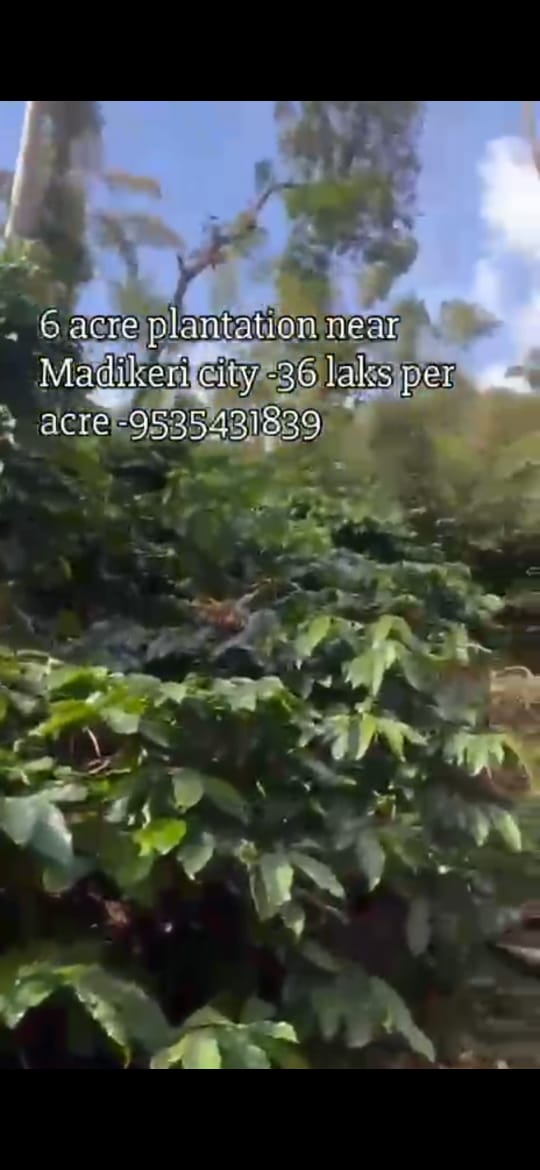 🆔 *property id 5178*  *Premium 6 Acre Coffee Estate for Sale – Near Madikeri City*